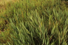 Chusquea tessellata