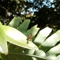 Ocyptamus fuscipennis