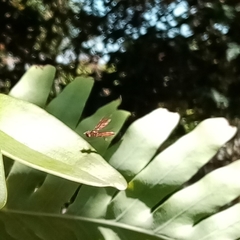 Ocyptamus fuscipennis