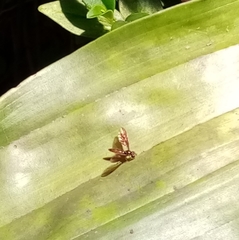 Ocyptamus fuscipennis