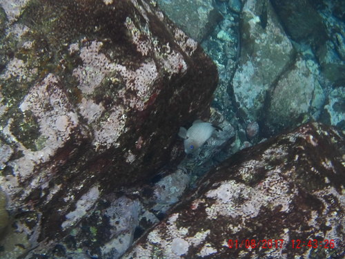 Microspathodon frontatus