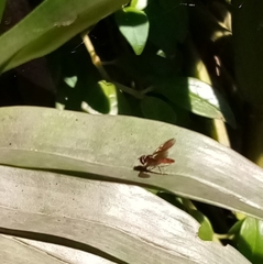 Ocyptamus fuscipennis