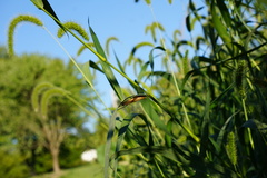 Neoconocephalus robustus