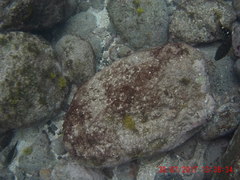 Cirrhitus atlanticus