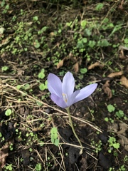Crocus kotschyanus
