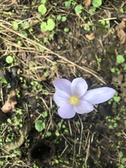 Crocus kotschyanus
