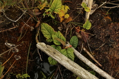 Rubus acanthophyllos
