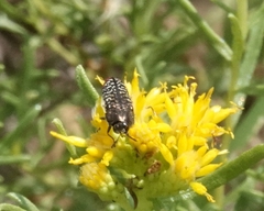 Acmaeodera haemorrhoa