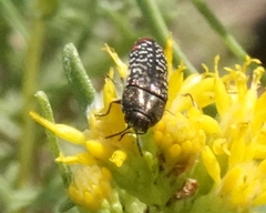 Acmaeodera haemorrhoa