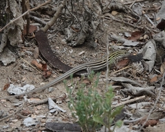 Aspidoscelis laredoensis