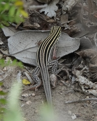 Aspidoscelis laredoensis