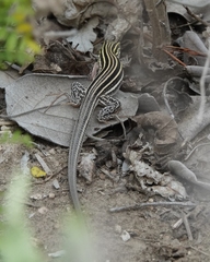 Aspidoscelis laredoensis