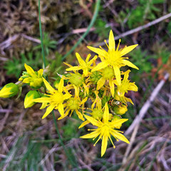 Nemophora dumerilella