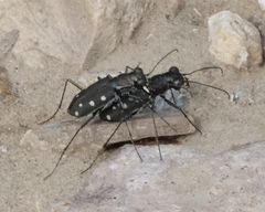 Cicindela ocellata rectilatera