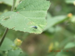 Condylostylus armipes