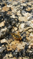 Parhelophilus integer