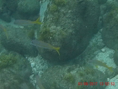 Mulloidichthys martinicus