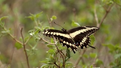 Papilio ornythion ornythion