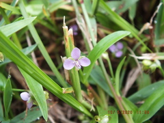 Murdannia nudiflora