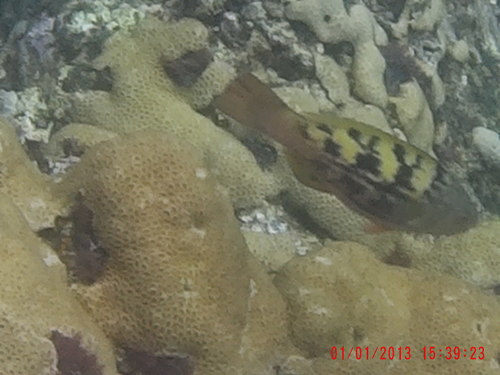 Scarus hoefleri
