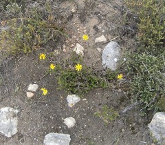 Euryops ericoides