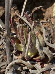 Dudleya cultrata