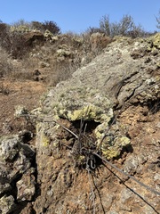 Dudleya cultrata