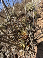 Dudleya cultrata