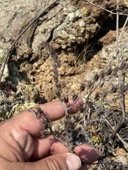 Dudleya cultrata
