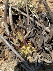 Dudleya cultrata