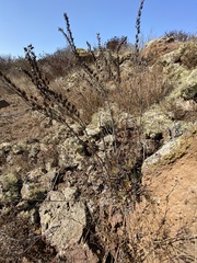 Dudleya cultrata