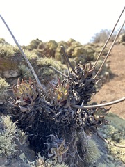 Dudleya cultrata