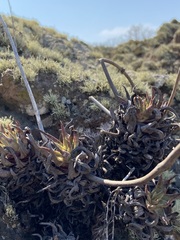 Dudleya cultrata