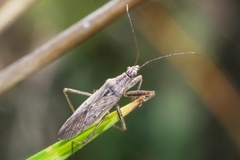 Nabis pseudoferus