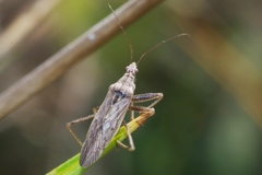 Nabis pseudoferus