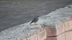 Phoenicurus ochruros