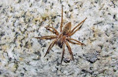 Sanogasta