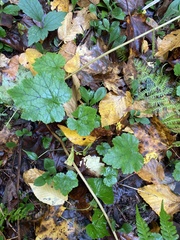 Tiarella stolonifera