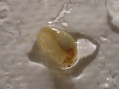 Eulimnadia