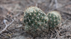 Escobaria emskoetteriana