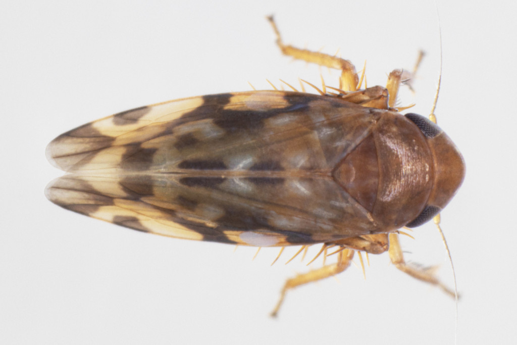 Xestocephalus fulvocapitatus