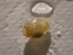 Eulimnadia