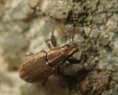 Sitona lineatus