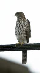 Accipiter cooperii