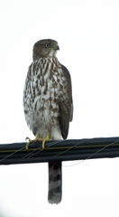 Accipiter cooperii