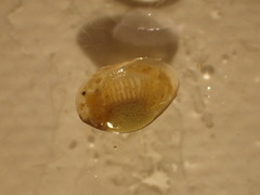 Eulimnadia