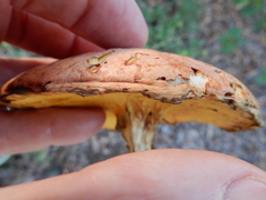 Boletus sensibilis