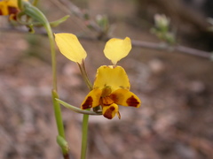 Diuris nigromontana