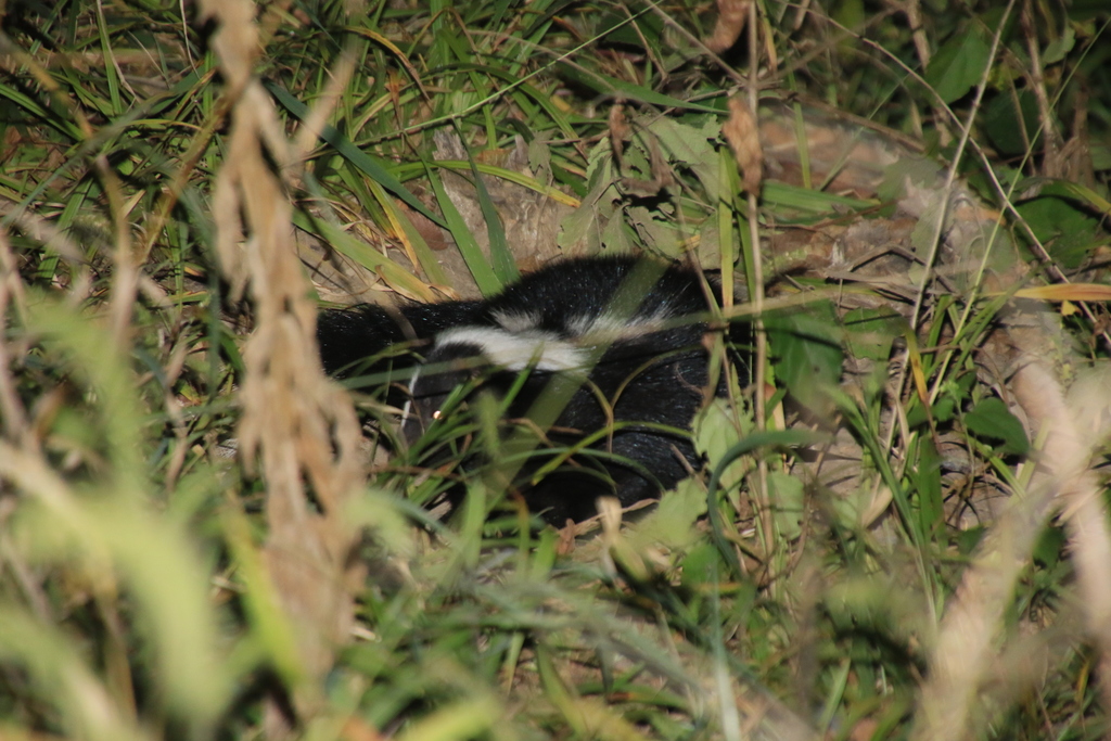 Skunks In Ohio Striped Skunk from Wright-Patterson AFB, OH, USA on September 23, 2020 ...