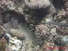 Aulostomus strigosus